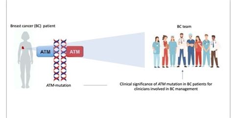 Genes | Free Full-Text | The ATM Gene in Breast Cancer: Its Relevance in Clinical Practice