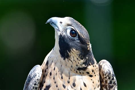 Eyes of a Peregrine Falcon - intoBirds