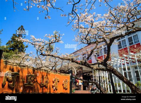 Alishan, Chiayi - March, 2013: National Park Alishan cherry blossom season, Tainan, Taiwan Stock ...