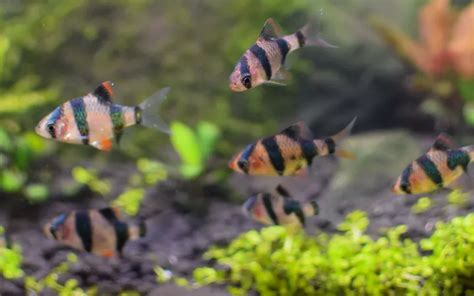 How to Breed Tiger Barbs in Aquariums? - AquariumNexus