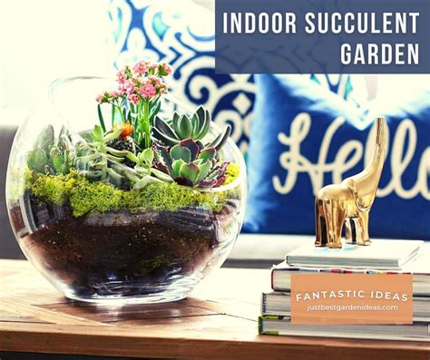 Create Indoor Succulent Garden - Best Garden Ideas