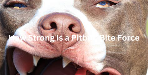 Pitbull Bite Force: How Strong Is A Pitbull's Force Bite? | The Pitbull ...