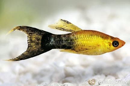 Molly - Black - Poecilia Sphenops var. "Black" Fish Profile & Care Guide