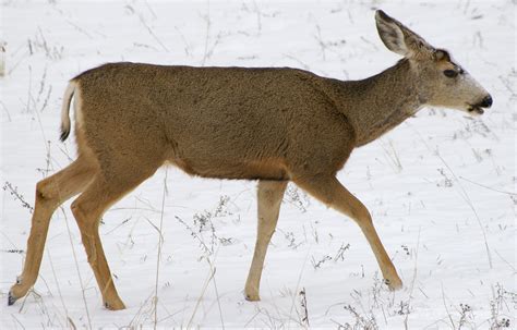 File:Mule Deer in snow.jpg - Wikipedia, the free encyclopedia