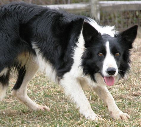 Nice Welsh Sheepdog photo and wallpaper. Beautiful Nice Welsh Sheepdog pictures