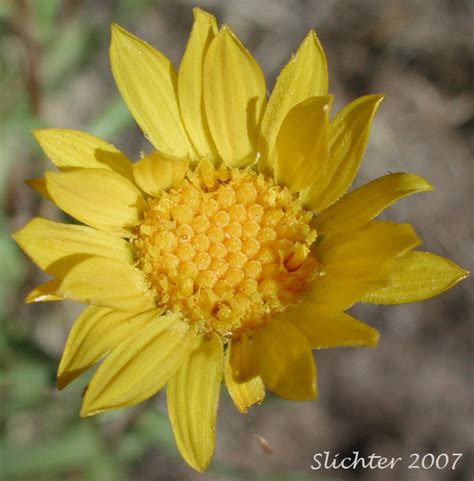 Flower head of Coastal Gumweed, Columbia Gumplant, Columbia Gumweed, Idaho Gumweed, Low Gumweed ...