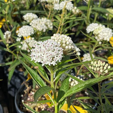 Swamp Milkweed- White (Native) – Butterfly World