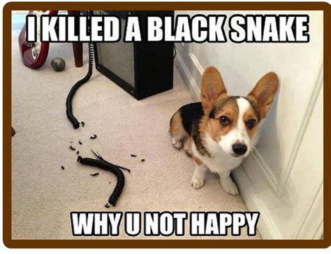 Funny Corgi Dog Snake Refrigerator / Tool Box Magnet | Funny animals ...