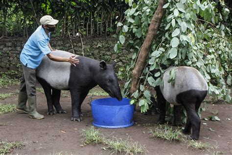 How can captive breeding of Malayan Tapir be effective for its conservation