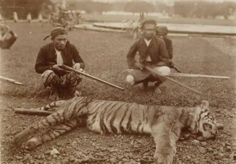 Javan Tiger Facts | Extinct Tiger Species