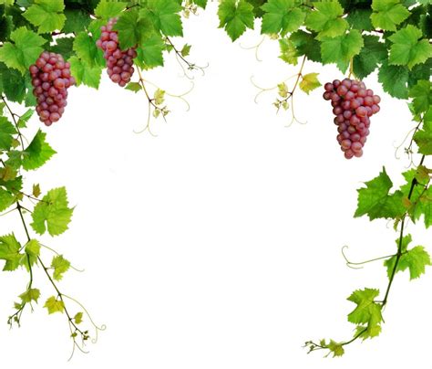 Grape Vine Border Design - Design Talk