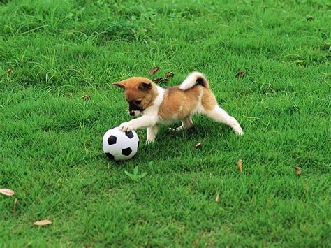 Cute puppy playing football Photo 4 - Wallcoo.net