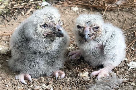 Ohio zoo welcomes two baby snowy owls in major feat for species