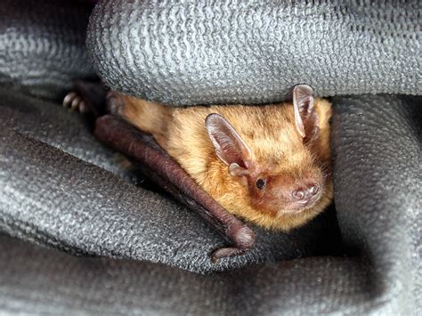 Soprano Pipistrelle – A guide to Irelands protected habitats & species