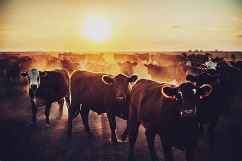 Download Sunset Animal Cow HD Wallpaper