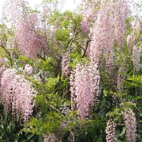 Pink Ice Wisteria Seeds Vine Climbing Flower Perennial | Etsy