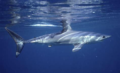 Empty seas: Oceanic shark populations dropped 71% since 1970 | AP News