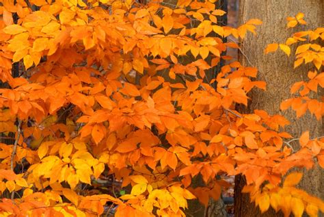 American Beech - Fagus Grandifolia | Deciduous Trees | Cold Stream Farm