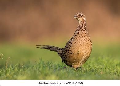 Female Pheasant Stock Photos - 8,647 Images | Shutterstock