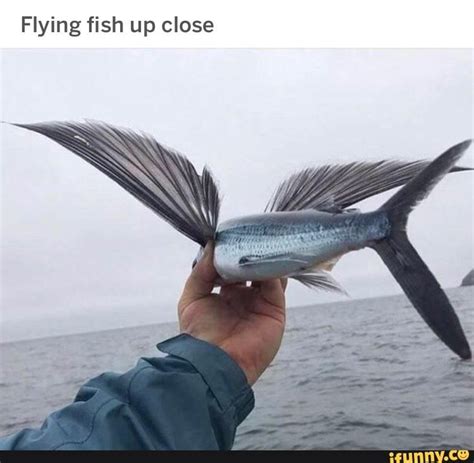 Flying fish up close - iFunny :) | Creatures, Fish, Memes