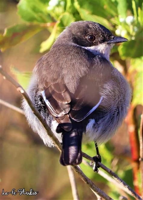 Fynbos, Bird, Plants, Animals, Animales, Animaux, Birds, Animal, Plant