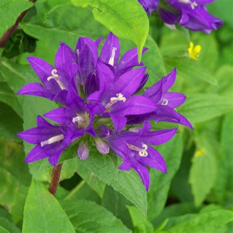 Buy clustered bellflower Campanula glomerata Superba: £11.99 Delivery by Crocus