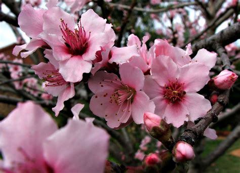 Free stock photos - Rgbstock - Free stock images | flowering plum tree | TACLUDA | August - 29 ...