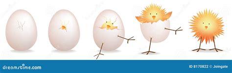 5 Stages Of Chick, Baby Bird Hatching Stock Photography - Image: 8170822