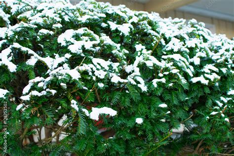 Snow covered Pine Tree in the Winter. Conceptual of Christmas Season. Stock Photo | Adobe Stock