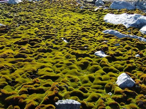 Casey: the Daintree of Antarctica — Australian Antarctic Division