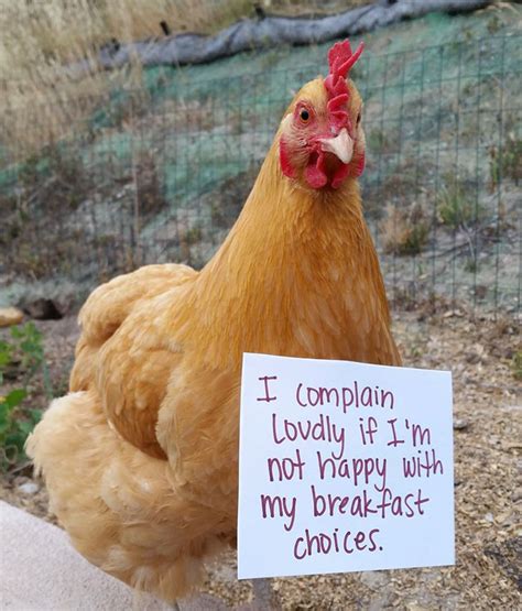 Farmers Are Shaming Their Chickens For Their ‘Crimes’ And It’s Too ...