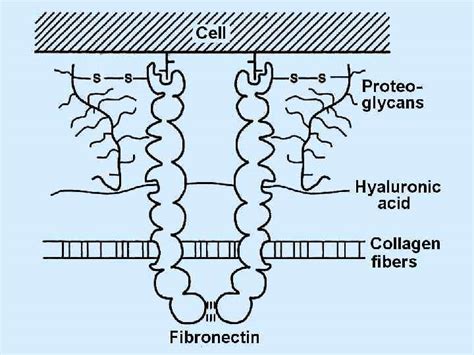 BIOCHEMISTRY OF EXTRACELLULAR MATRIX Collagen structure