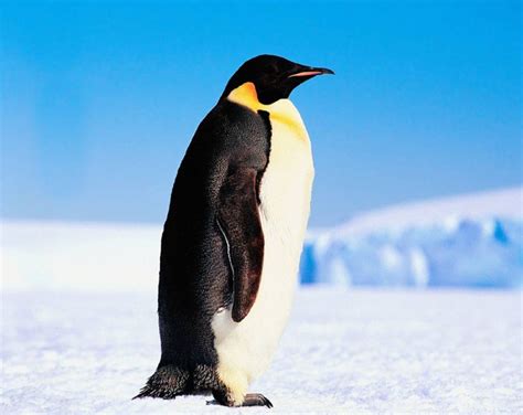 emperor penguin ... Polar region, Antarctica | Penguins, Emperor ...