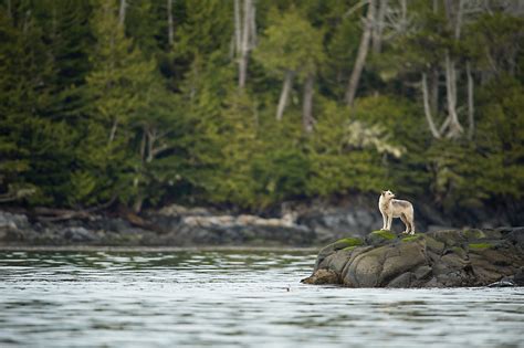 Wolves of Yellowstone