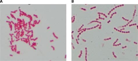 Gram Negative Coccobacilli List