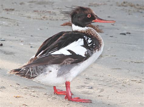 063 - RED-BREASTED MERGANSER (4-20-12) south padre island,… | Flickr