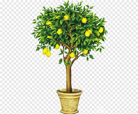 Limonero dibujo de arbol frutal, limon, naranja, agrios png | PNGEgg