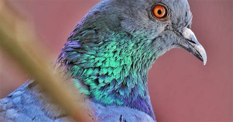 Photography: Columbidae Pics