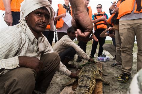 Gharial Conservation in India — De Sharbendu