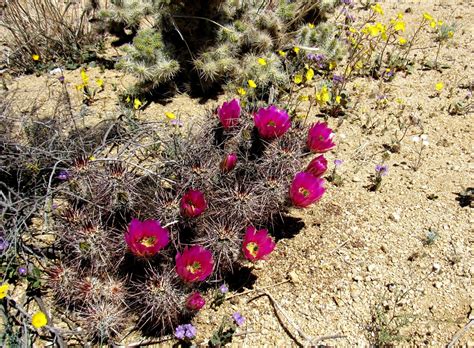 Plant Life of the Colorado Desert