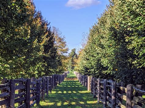 Maintaining the Allées at My Farm - The Martha Stewart Blog