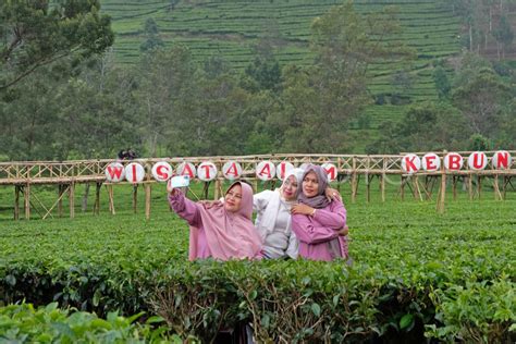 AGROWISATA KEBUN TEH TAMBI | ANTARA Foto