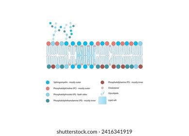 Diagrams Showing Schematic Structure Cytoplasmatic Membrane Stock ...