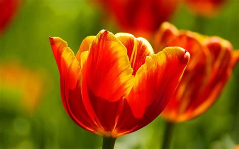 Red Tulips Desktop Wallpapers - Amazing Picture Collection