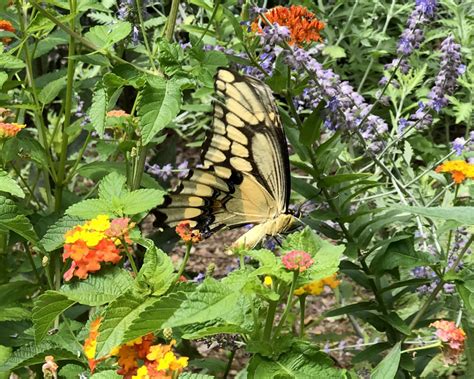 Growing a Butterfly Garden - Flower Magazine