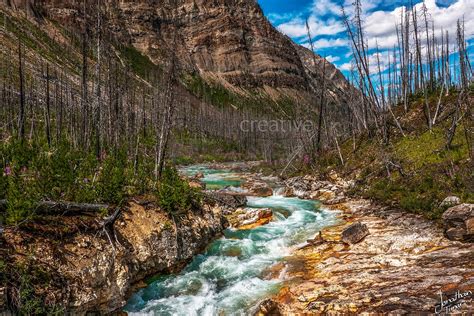 Deadwood at Marble Canyon - Kootenay National Park | In the Limelight