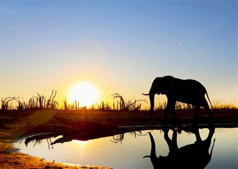 African Safari Sunrise