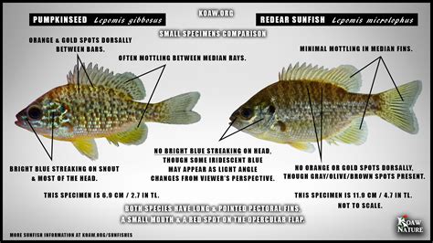 Redear Sunfish (Lepomis microlophus) — Koaw Nature