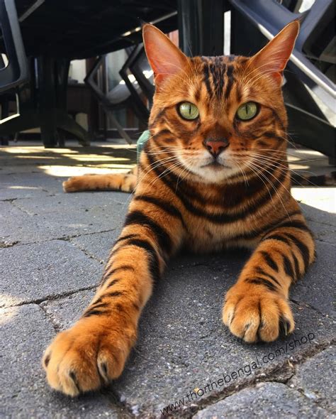 A Belgian Bengal Cat Whose Deep Green Eyes and Unique Markings Make Him a Very Handsome Boy ...