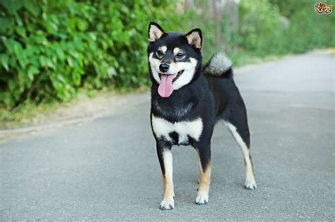 Japanese Shiba Inu Dog Breed | Facts, Highlights & Buying Advice | Pets4Homes